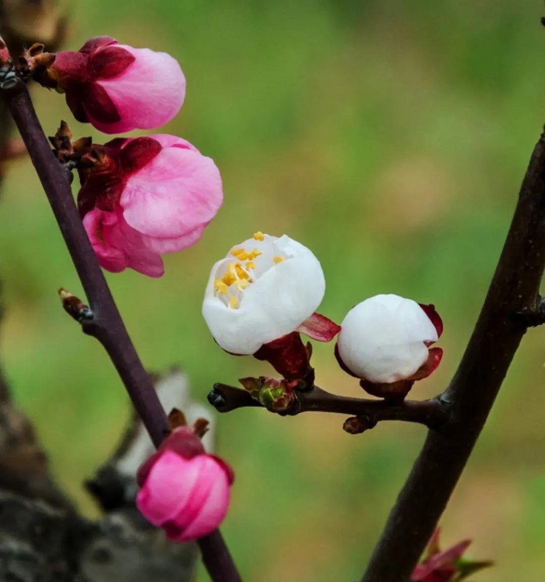 徐志摩《陌上花开》原文