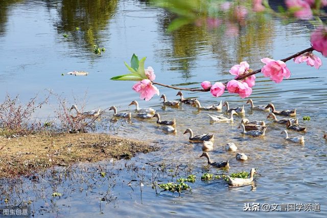 竹外桃花三两枝全诗解析-2